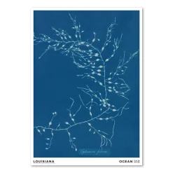 Anna Atkins – Cystoseira fibrosa (1843-1853)