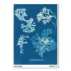 Anna Atkins – Rhodomenia laciniata (1843-1853)