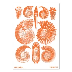 Haeckel – Ammonitida orange – Ocean (2024)