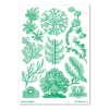 Haeckel – Florideae Ocean – grøn (2024)