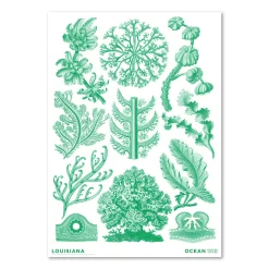 Haeckel – Florideae Ocean – grøn (2024)
