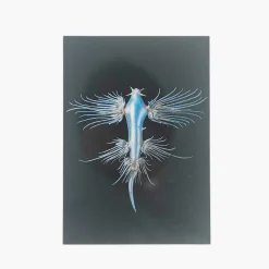 Postkort – Leopold & Rudolf Blaschka & Glaucus longicirrhus