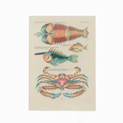 Postkort – Louis Renard – Poissons ecrevisses et crabes (1754)